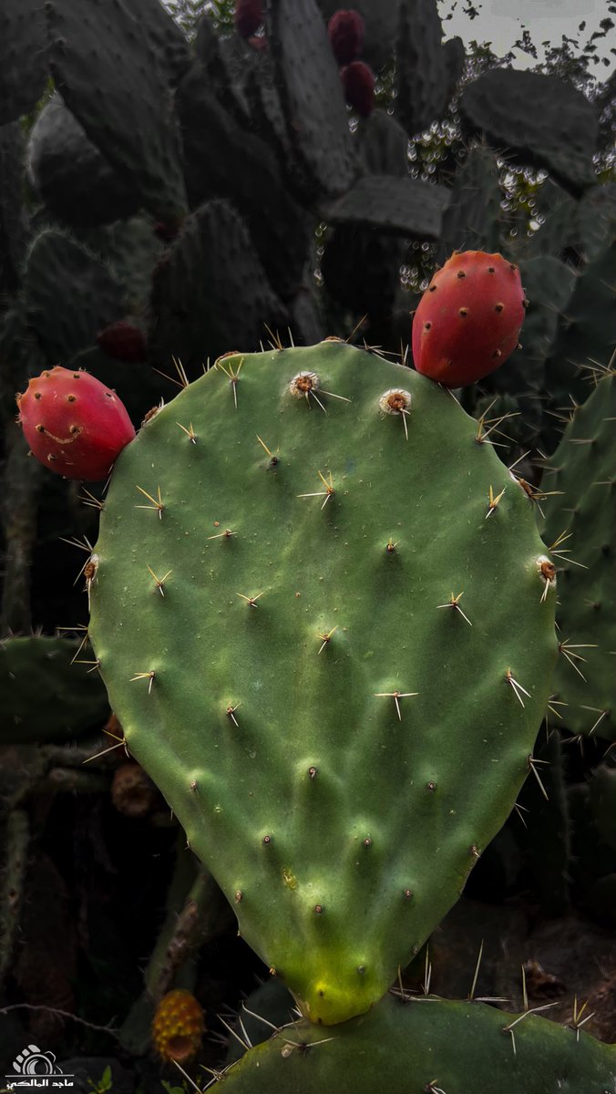 #صور 
لبعض المنتجات الزراعية التي تشتهر بها محافظة الطائف
📸: ماجد المالكي