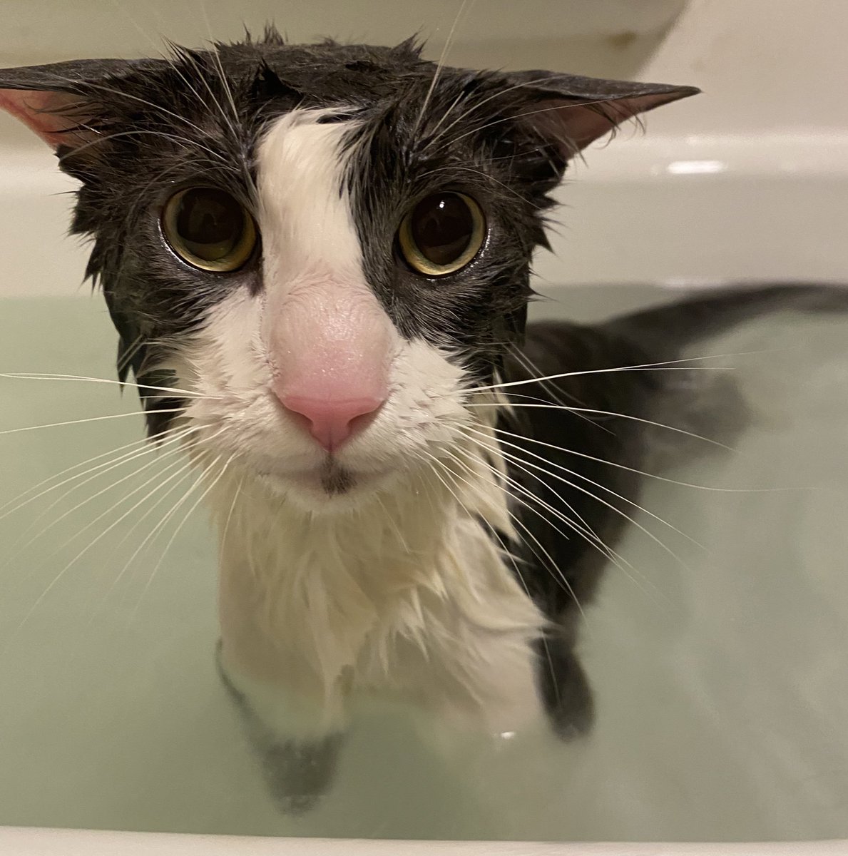 ssoggycat's tweet photo. @RossPhilbin @Weedlord_Boner im gonna be honest he looks way uglier soggy https://t.co/N9Ka59L1lQ