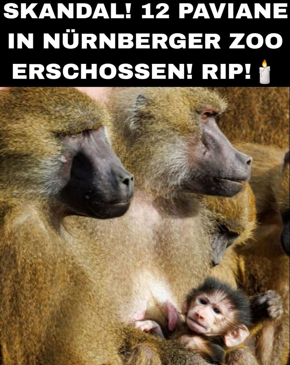RUHET IN FRIEDEN!🕯
Ein Skandal, zwölf gesunde Paviane wurden trotz massiver Proteste wegen Platzmangels gnadenlos ermordert! Bitte meidet Zoos, Wildtiere gehören in die Freiheit!