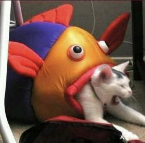 memesbreakcore's tweet photo. ITS TIME send me the random videos to put breakcore over or breakcore songs Ill make your memes into reality GOGOGO https://t.co/U22HPhW0bX