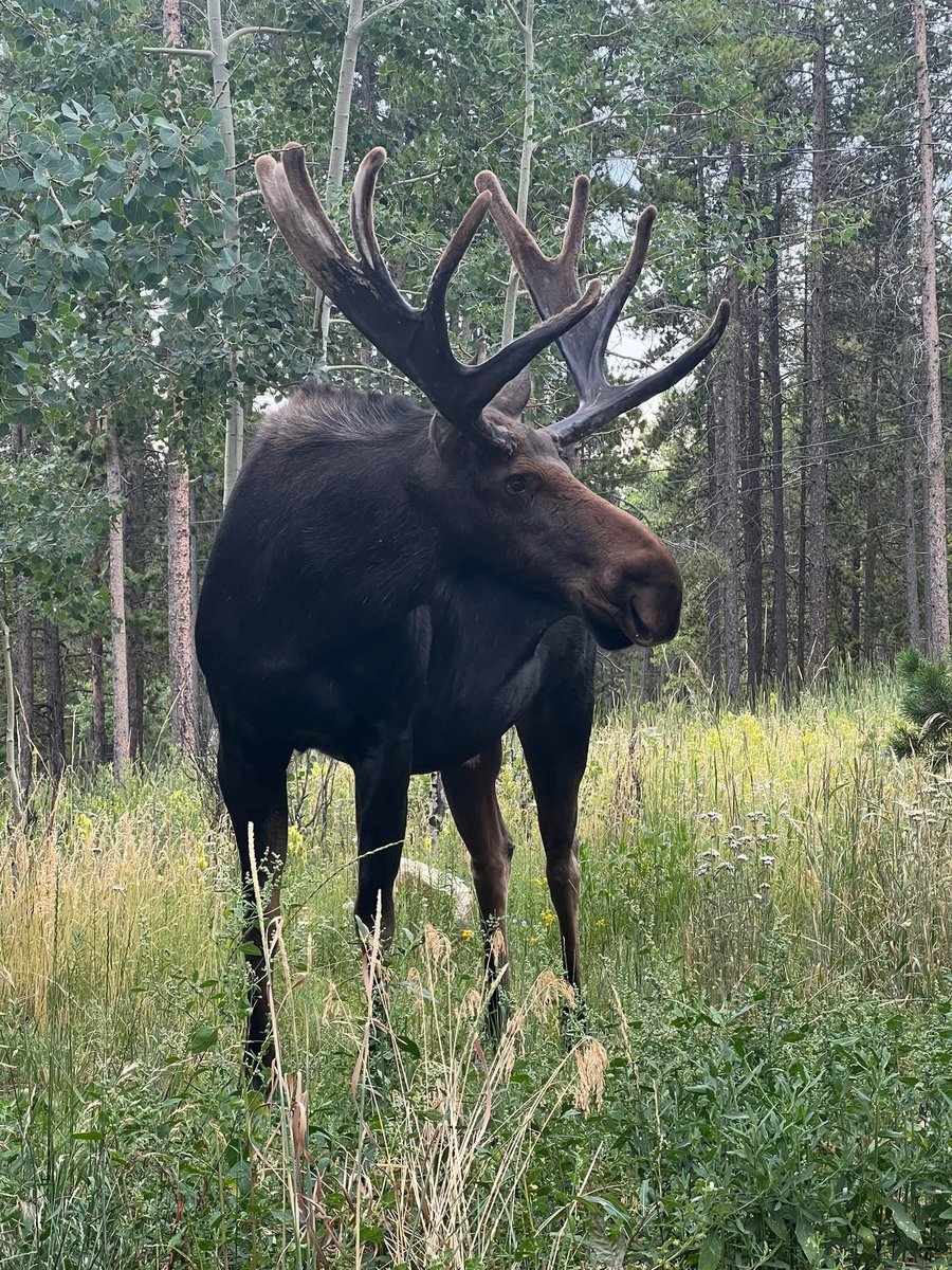 I haven’t seen him, but one of my neighbors took this photo…big fella roaming the neighborhood! 👀🤠🫎