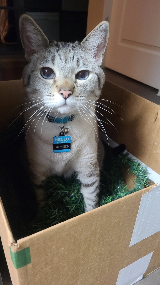 International Cat House, LLC tweet media