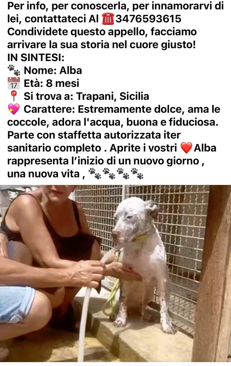 ….💔🙏 la tristezza di #Alba dolcissima, 8 mesi. Triste….3476593615 Ch o raggio amici