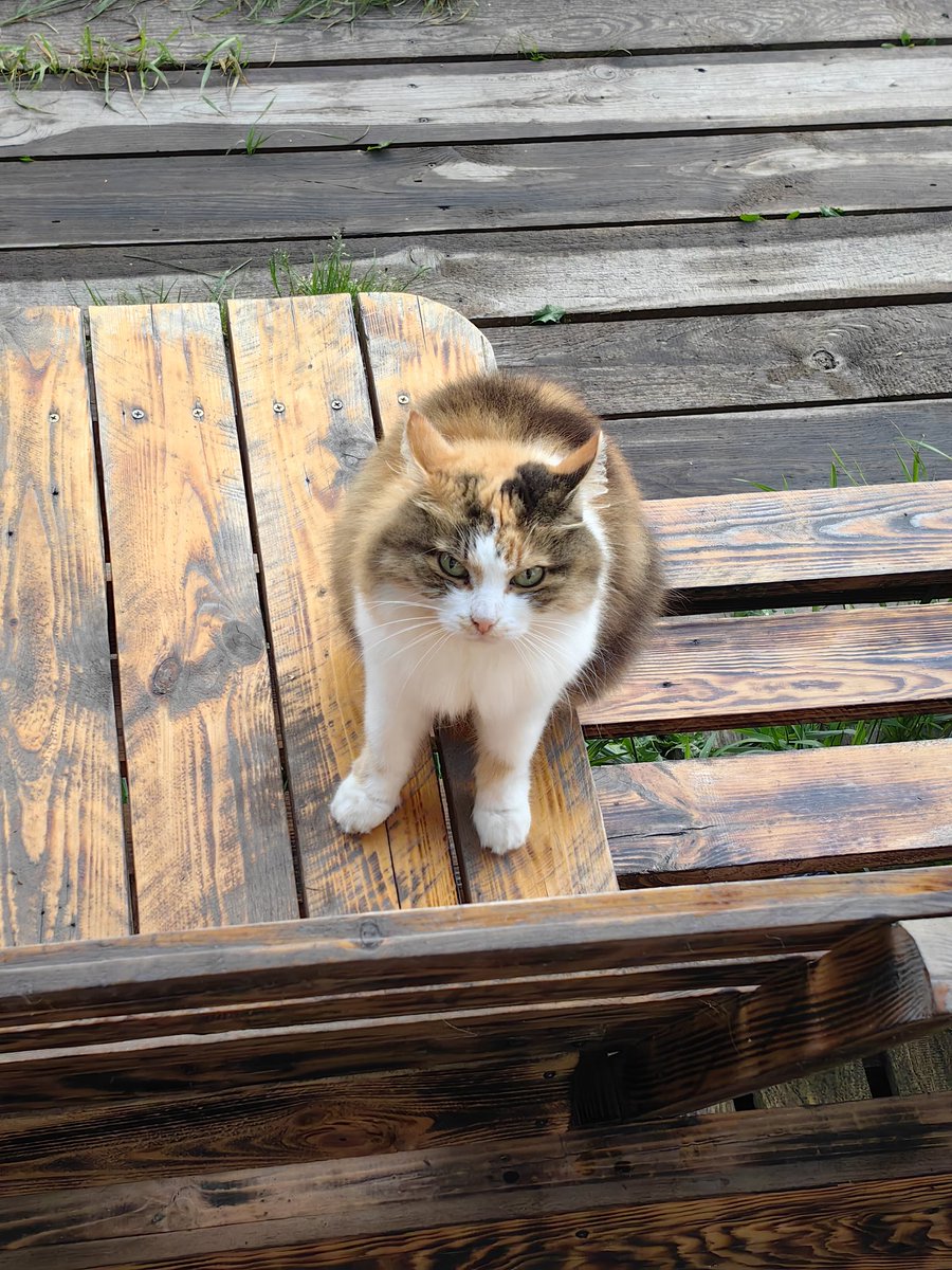 Сука сидит арёт чтоб я дверь открыла шипит ещё