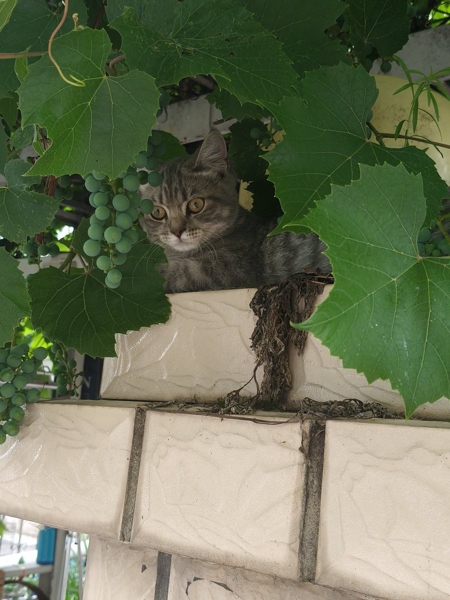 uni_sheng_'s tweet photo. 猫 https://t.co/h9cf8Jv3jD