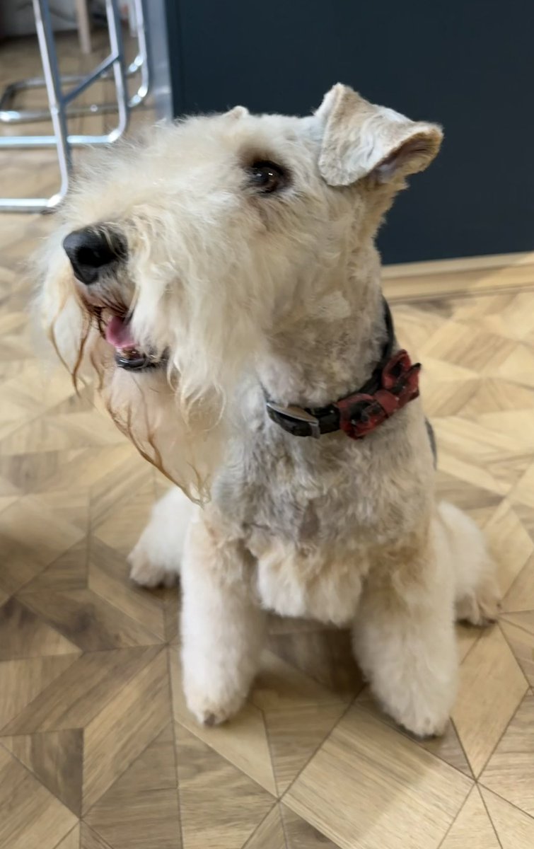 Pals! I’ve had my new furcut!