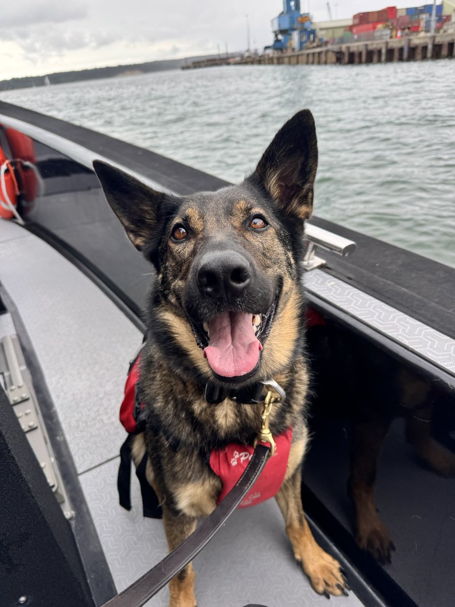 Dorset Police Dogs tweet media