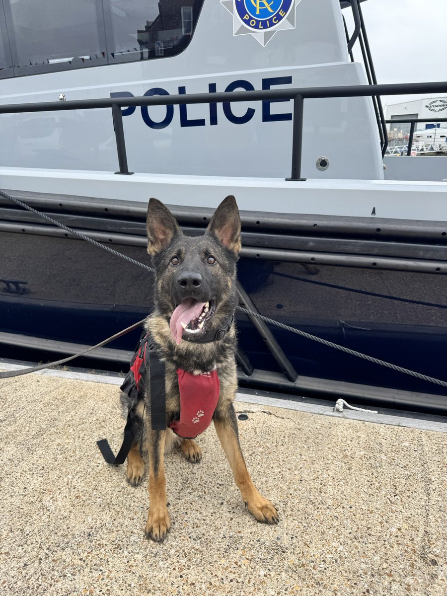 PD’s Veena &amp; Blue found their sea legs today out on the <a href="/dorsetpolice/">Dorset Police</a> boat ⚓️🐾