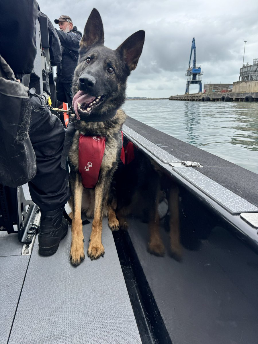 Dorset Police Dogs tweet media