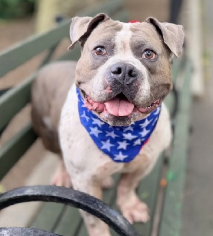Stewart 230143
Kill Command 
#NYCACC #RescueOnly 
A cute 9 yr old boy
Has dermatitis, fractured tooth, brachycephalic syndrome🚑
Very energetic
Needs all adult home 
Help save Stewart!
#Pledge4Rescue #foster #adopt