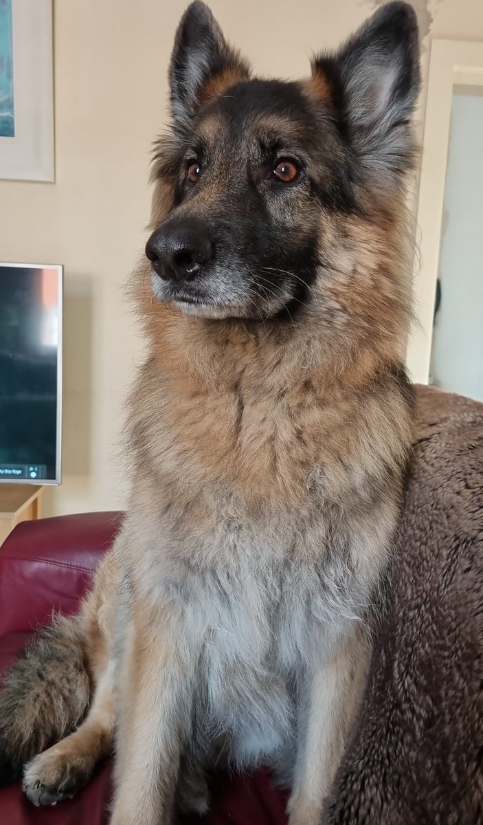 We lost our boy today. One of our team &amp; family. He passed peacefully at home, surrounded by love. Thank you so much for being in our lives Solo. They will never be the same again. #RestinPeace our best friend. We hope so much you are there to meet us at the end. #GermanShepherd