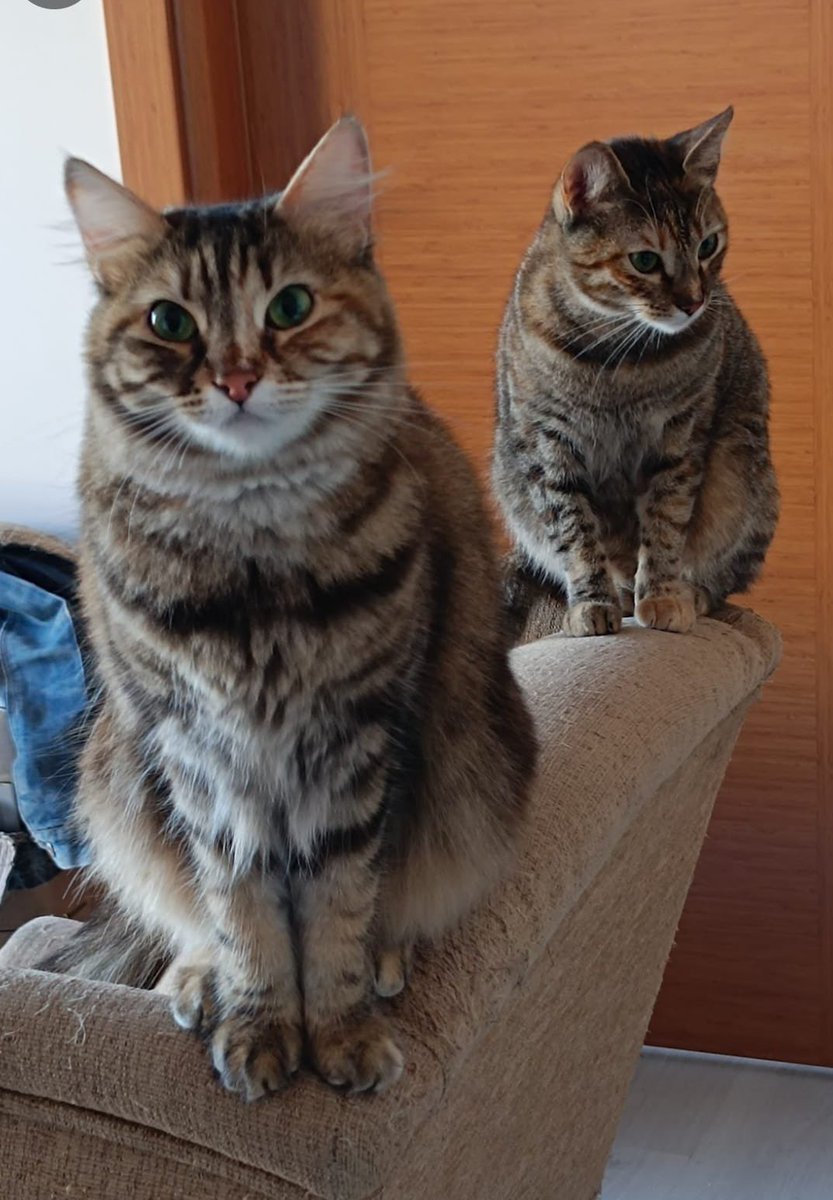 ÇANAKKALE YUVA 🏡 lütfen beraber sahiplenin dünyanın en güzel şeyi birbirine alışık kedilerle yaşamak 🥹🥹