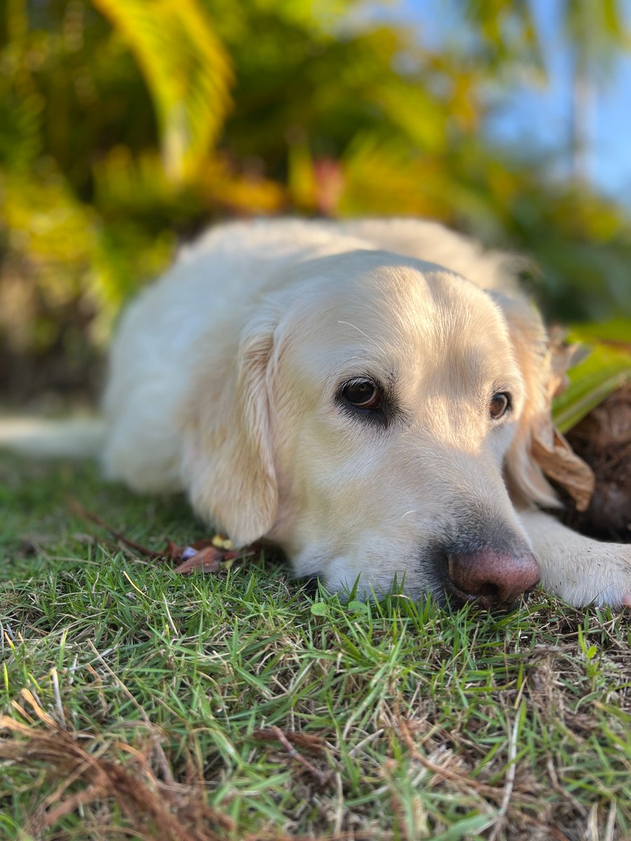 Close FOTS will remember I wrote a paper about people who saw ghosts of their dogs. It was published in an awesome journal called Anthrozoös &amp; I just found out it was selected as the 2024 Most Popular Paper!  Thanks for sharing your stories and reading💛 tandfonline.com/doi/full/10.10…
