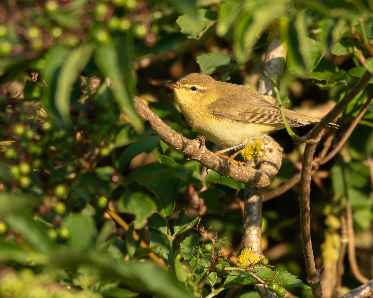Jonathan Dodds (@_jdbirder) on Twitter photo Autumn is kicking off nicely at King George Park with the first Willow Warblers moving through. The likes of Green and Common Sandpiper, Caspian and Yellow-legged Gull were welcome sights under the cliff ebird.org/checklist/S262… ebird.org/checklist/S263… Autumn is kicking off nicely at King George Park with the first Willow Warblers moving through. The likes of Green and Common Sandpiper, Caspian and Yellow-legged Gull were welcome sights under the cliff ebird.org/checklist/S262… ebird.org/checklist/S263…