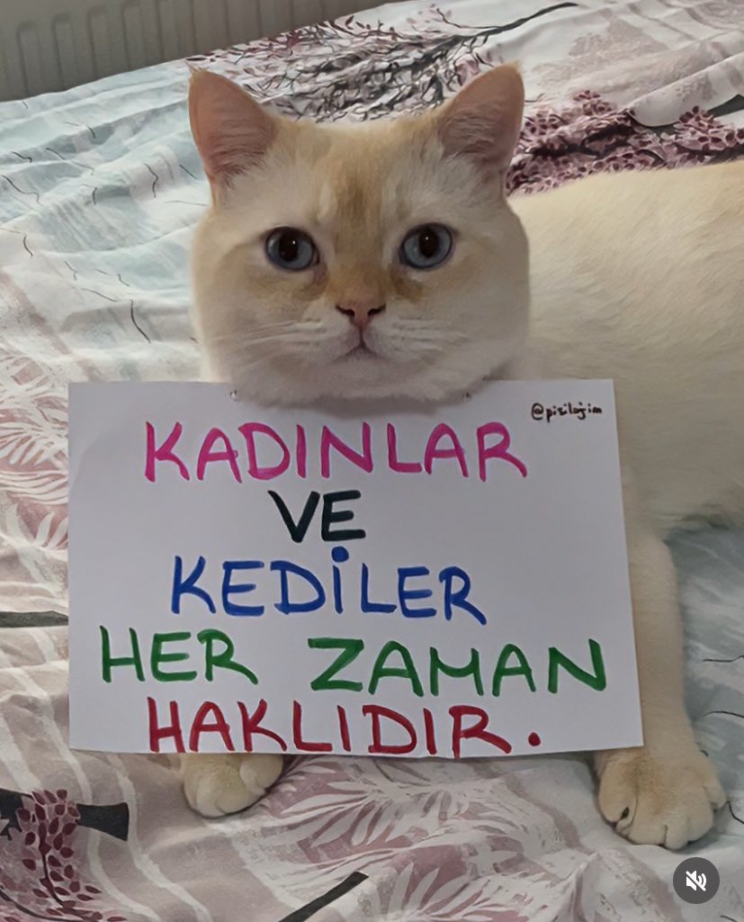 Emre Efe (@_emreefe_) on Twitter photo 