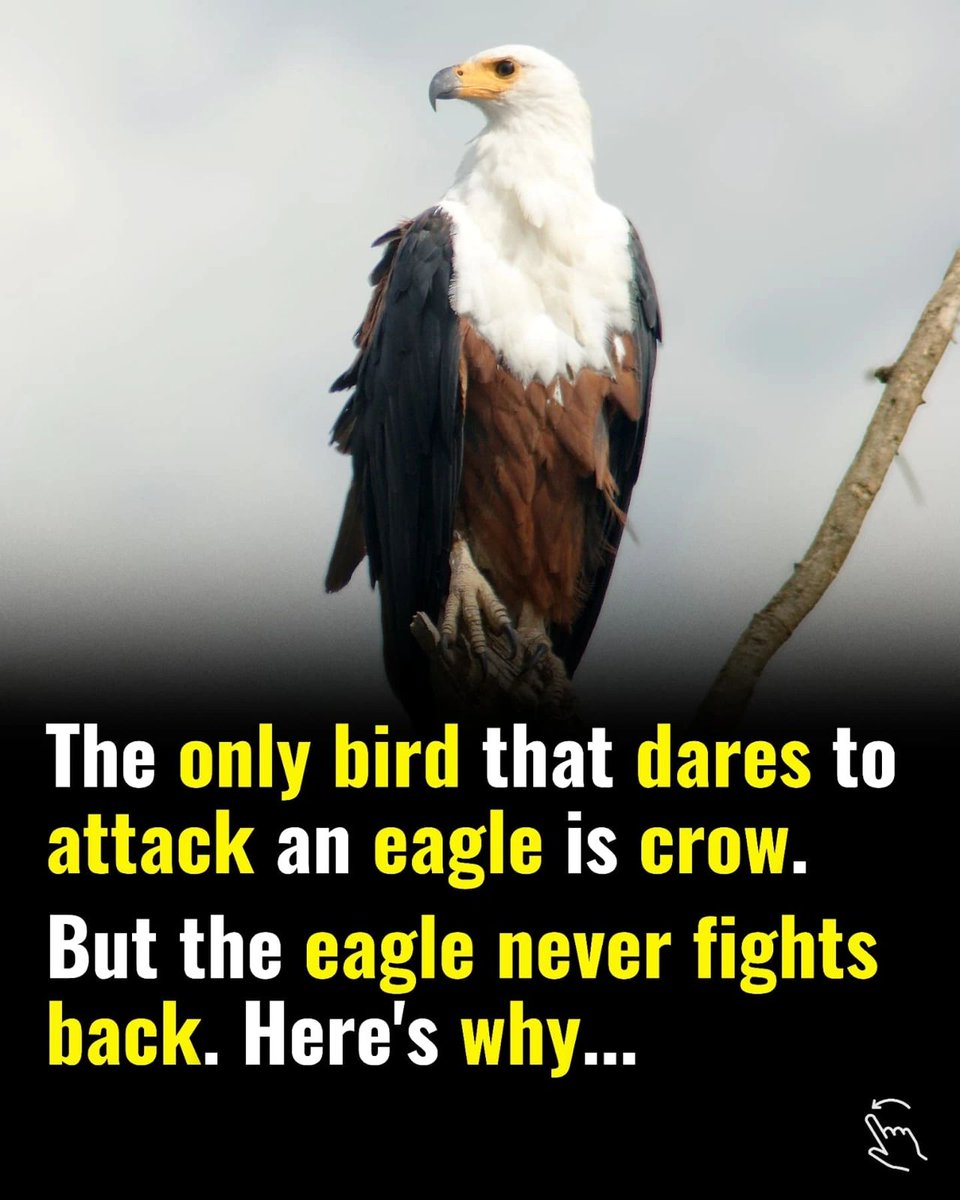 leantolearn's tweet photo. The only bird that dares to attack an eagle is crow : https://t.co/0ZenjsxlRY