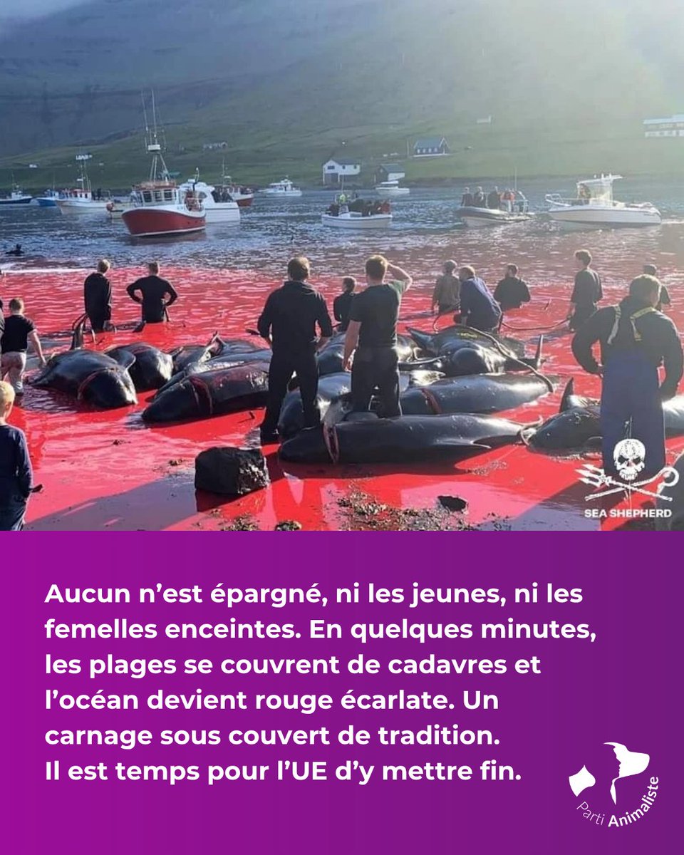 Lors d'un récent grind aux Îles Féroé, cette femelle globicéphale a été tuée en pleine mise-bas...

II est urgent que les pays membres de l'Union européenne parlent d'une seule voix pour contraindre ce partenaire économique à mettre fin aux massacres.
