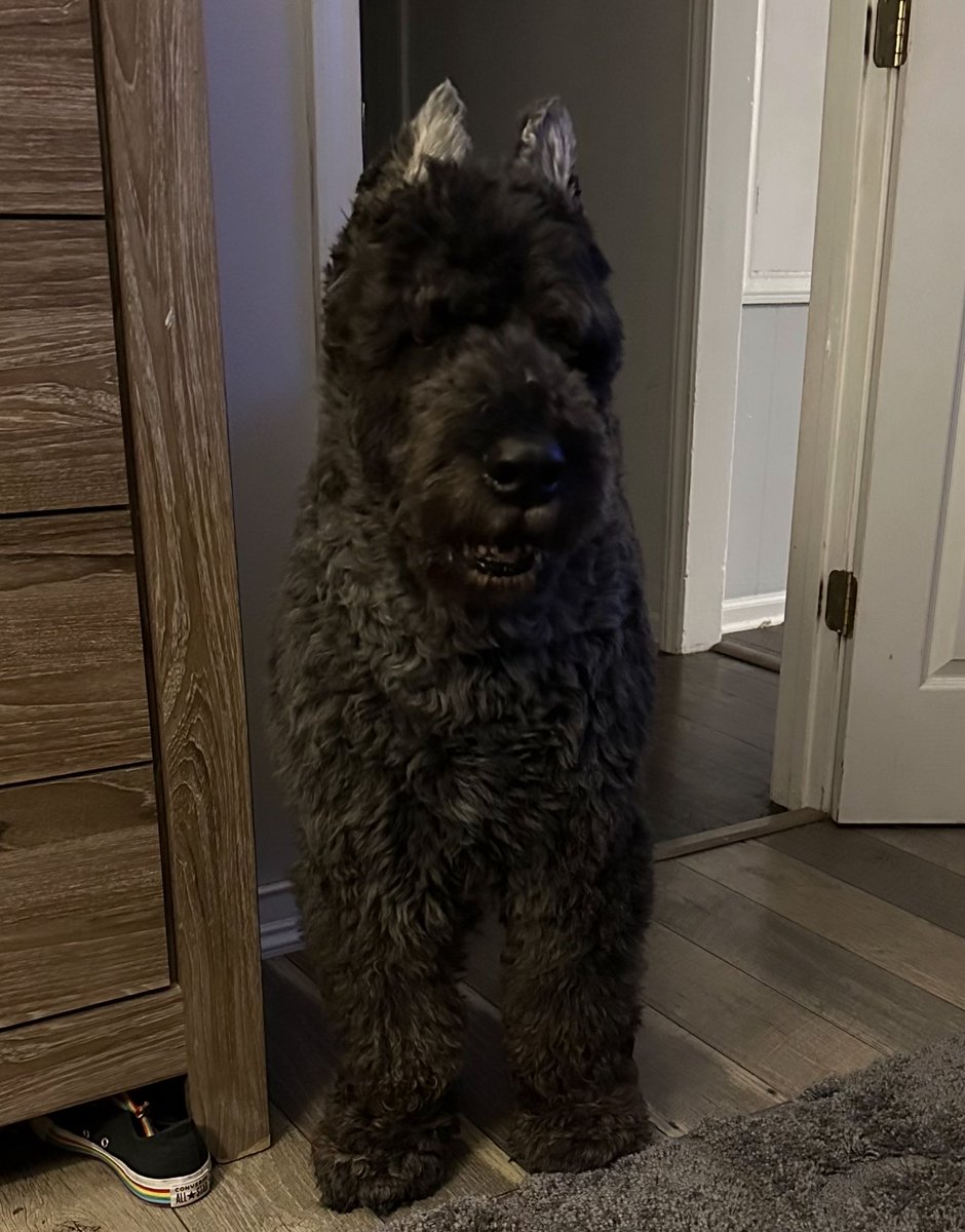 Nikki2U's tweet photo. Kids brought home @Popeyes last night and my dogโwhoโs been recovering from mobility issuesโgot up twice on his own to go beg for fried chicken. Of course we rewarded that heroic effort. Popeyes: stronger than physical therapy. #ItsAMiracle https://t.co/lHxT3Bwfb2