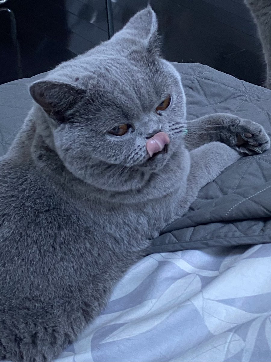 And so it begins on the eve of terrible twos the sticking out ones tongue at 👩‍🍳has begun #TongueOutTuesday #CatsOfTwitter #CatsOnTwitter #TunaTuesday