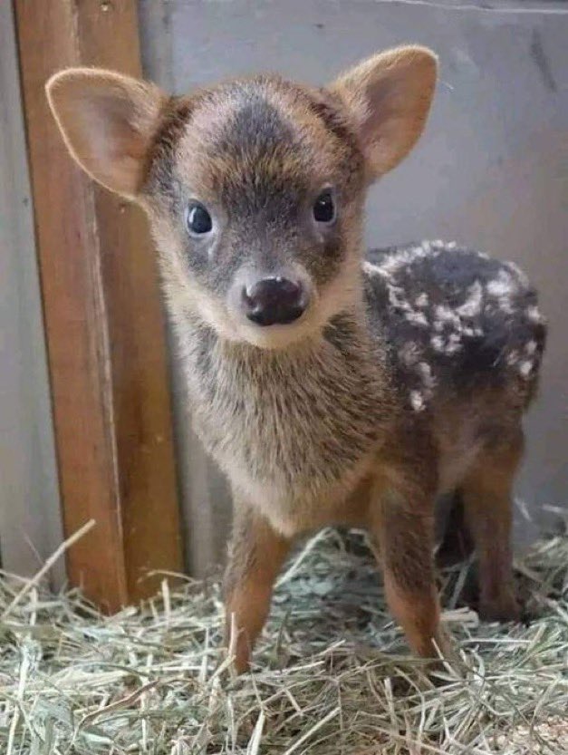 pudu, the worlds smallest species of deer