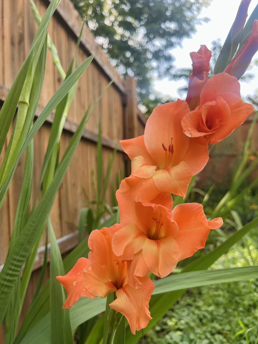 My gladiolus today 😍😍