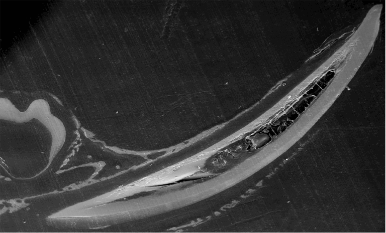 A multidisciplinary study led by Dr. Kyle Vining reveals how the biological composition of teeth can serve as a powerful diagnostic tool. 

📖 bit.ly/4mfNhXv