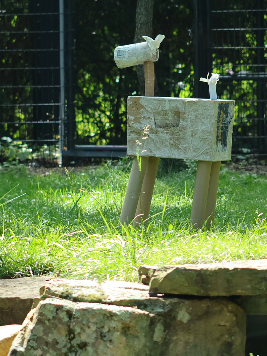 What better way to celebrate #InternationalTigerDay than with fun enrichment? 🐯 Indah and Bugara investigated their paper mâché enrichment to uncover yummy ice treats hiding inside!