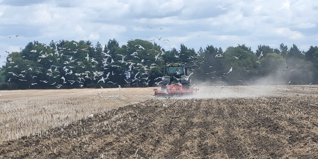 <a href="/HEVA_uk/">HE-VA UK</a> Combi-Disc tackling OSR stubble post-harvest - fitted with optional Stealth low-disturbance legs

💥 A one-pass, multi-purpose cultivator with full hydraulic adjustment on the move.

📞 Chat with our Territory Managers: he-va.co.uk/contact/

#Cultivation #SoilHealth