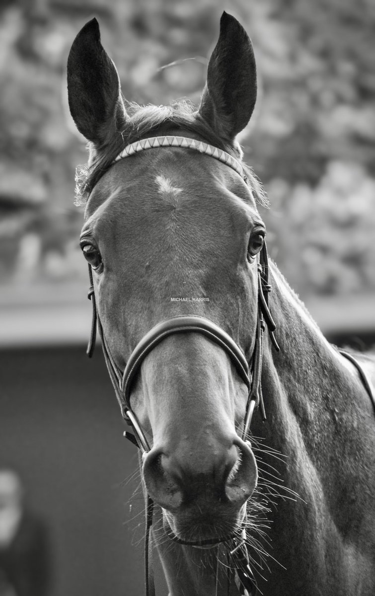 mjyharris's tweet photo. He was probably one of the most beautiful horses I’ve ever seen. His gentle kind eyes completely drew you in. His whole demeanour was one of dignity and grace and he held himself with such a quiet and modest assurance. He looked almost too ‘nice’ to be a racehorse if that makes any kind of sense. I feel privileged to have followed his career, been there in euphoric celebratory moments, been there at the calming of the storm after his races, spent time observing him, warming to him, and seeing how much pride and love those who rode him and those who looked after him had for him. The love and respect was so deep. I feel for all those who were close to him tonight. Sheer sadness. Tears will flow. I’m just on the periphery of any closeness to him, just being an admirer of his talent and character, but I saw plenty of him, he really did endear himself to me, and I too will reflect tonight on an extremely sad end to another young life. RIP legend. RIP beautiful Trueshan. Life is cruel at times. I hope he has gone to a better, more forgiving, safer place. Lots of love x

“We all owe life a death, an inevitable death we can meet. But the unnecessary death that wastes life denies all consolation.”

Laura Bohannan