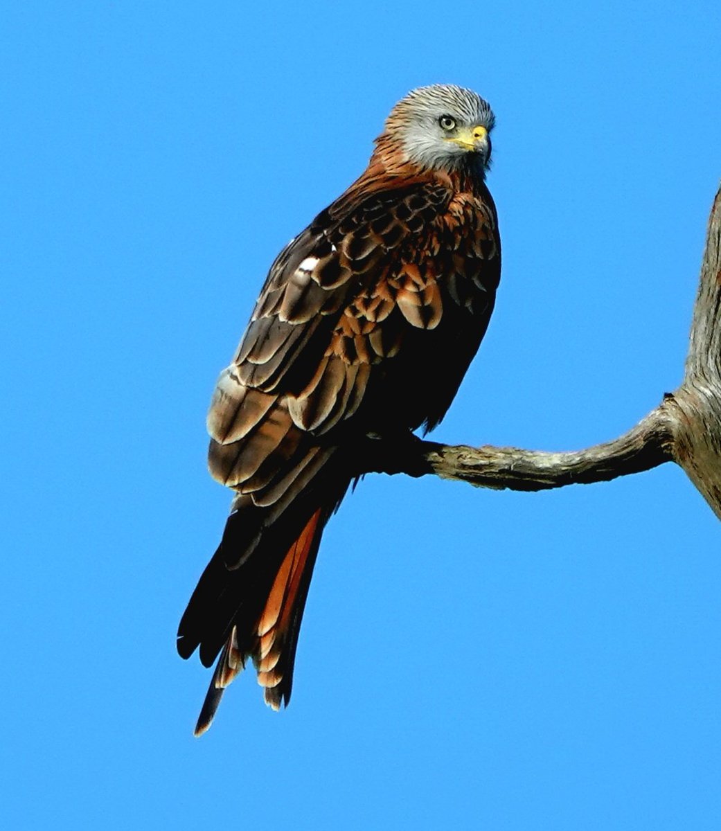 For those that wanted to see the Kite in colour.