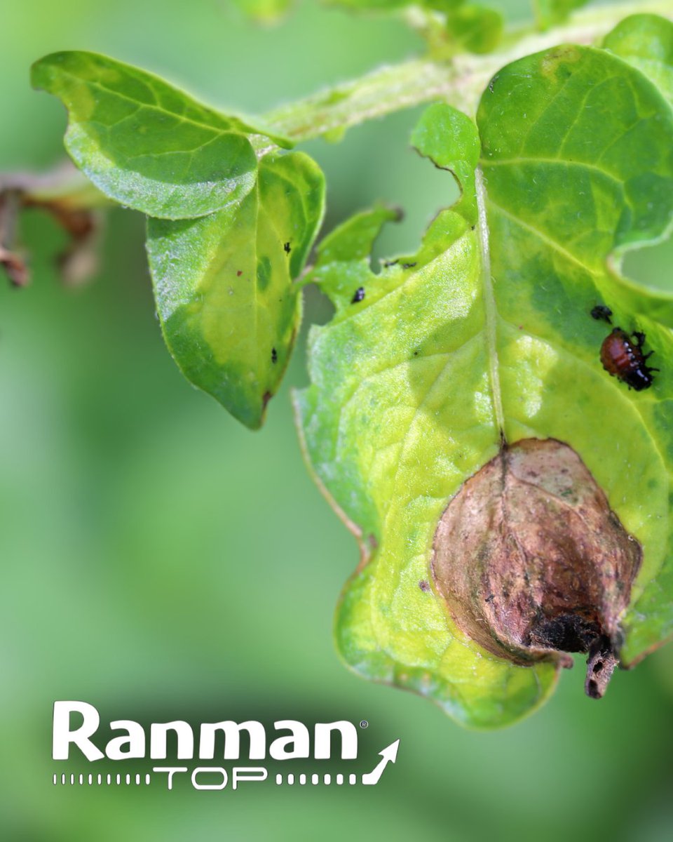 certis_belchim's tweet photo. Can you spot early blight? Look for water-soaked lesions, brown collapsed areas, and white fungal growth under leaves.
Stay protected with Ranman Top:
β
Rainfast in hours
β
Effective on foliar & tuber blight
β
Reliable under high pressure
#BlightControl https://t.co/kG2ysRw4IG