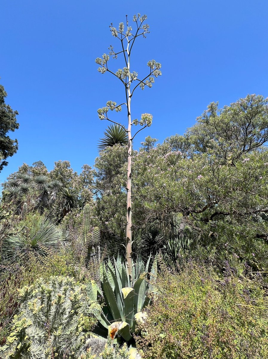This is the frist time Agave wocomahi has flowered at the Garden! 

This is a fairly large non-offsetting species of Agave native to the Sierra Madre Occidental in northwestern Mexico, where it grows mostly in the states of Chihuahua and Sonora. -Brian (Curator)