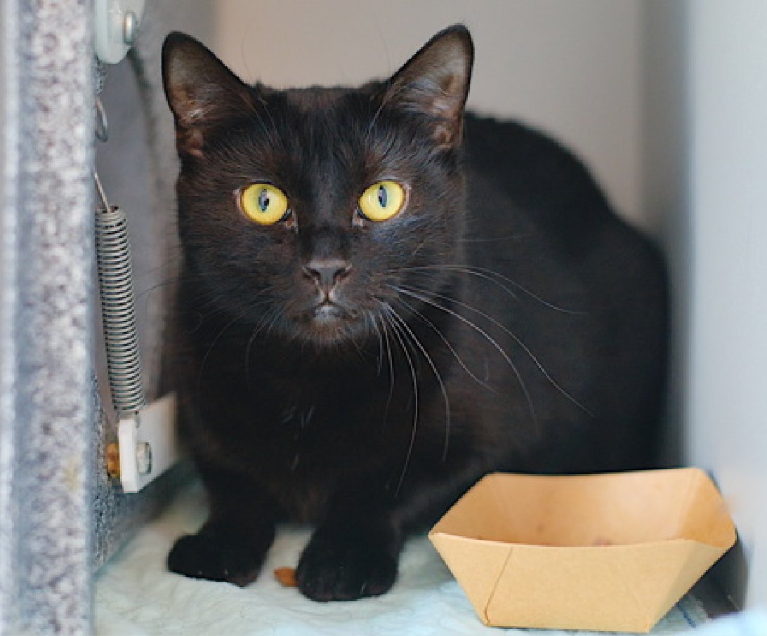 Jack5928 (@jlthekid9999) on Twitter photo ๐๐ FLAMES, 1 YO, FEMALE โ IN QUEENS ACC - came into the shelter as a stray on 5/28/2025. ๐๐ ๐ฟ ๐ฟ ๐ฟ ๐ฟ
โก๏ธTBD 7/31/25
โก๏ธ JUST A BABY
โก๏ธ NEW HOPE RESCUE PARTNER ONLY
โก๏ธ ๐๐ 1ST Chance on Emergency Placement List โ VERY URGENT โ ๐๐ ๐ฑ๐ฅ๐ฅ๐ฑ
โก๏ธ 63 DAYS IN SHELTER โ ๐๐ FLAMES, 1 YO, FEMALE โ IN QUEENS ACC - came into the shelter as a stray on 5/28/2025. ๐๐ ๐ฟ ๐ฟ ๐ฟ ๐ฟ
โก๏ธTBD 7/31/25
โก๏ธ JUST A BABY
โก๏ธ NEW HOPE RESCUE PARTNER ONLY
โก๏ธ ๐๐ 1ST Chance on Emergency Placement List โ VERY URGENT โ ๐๐ ๐ฑ๐ฅ๐ฅ๐ฑ
โก๏ธ 63 DAYS IN SHELTER โ