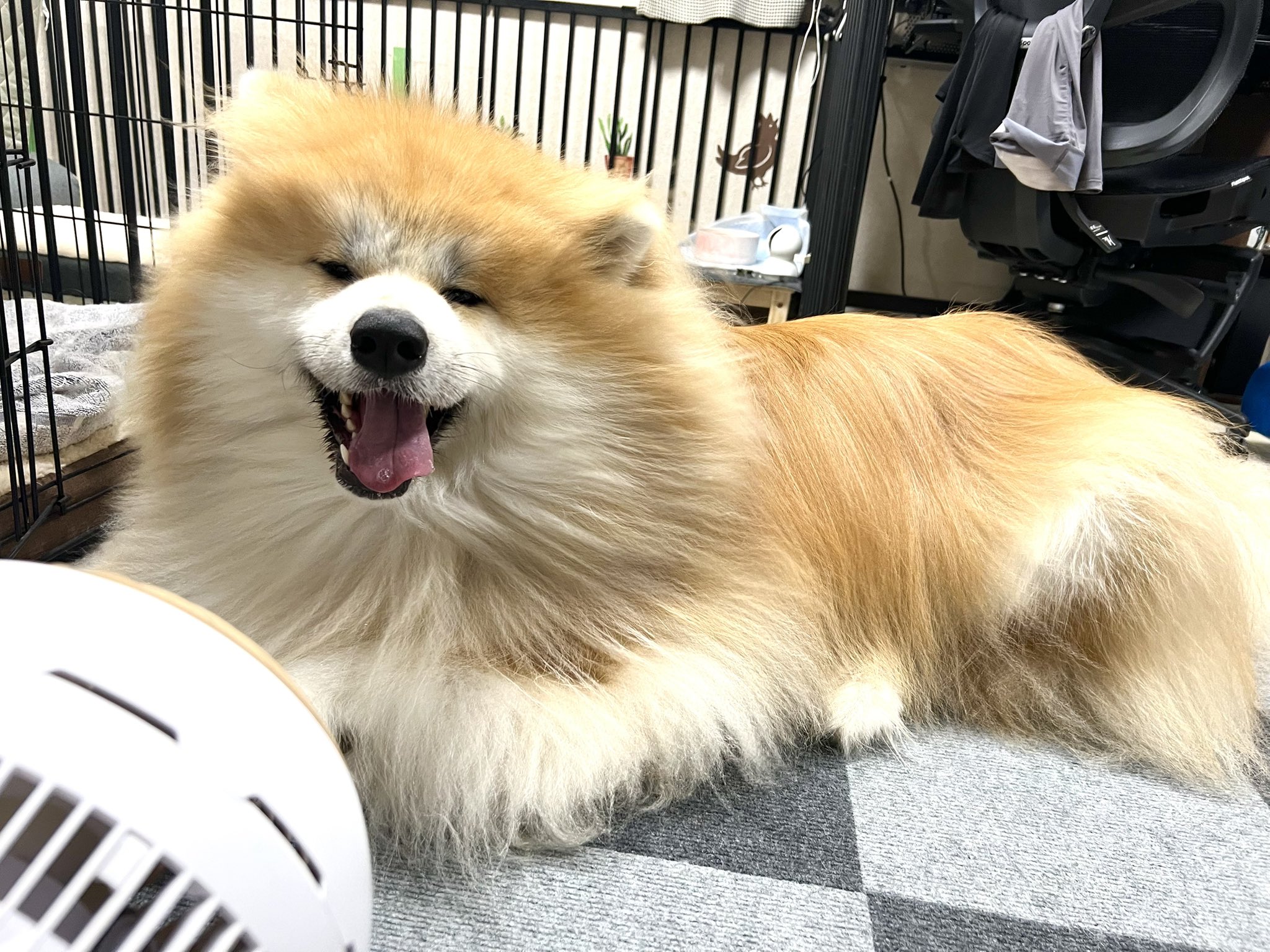 くり　もじゃ犬　うたたね　白オレンジ 百田ちなこ on X: 