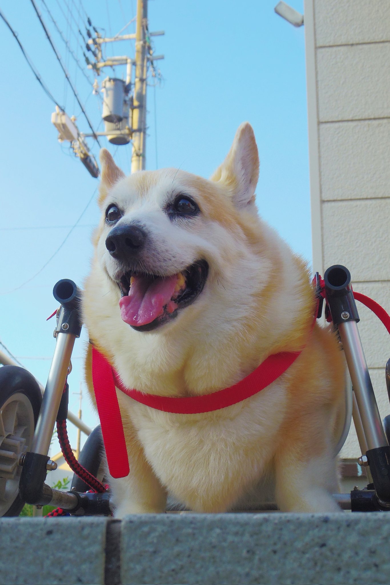 コーギーさま専用 楽天市場】置物 リアルなワンちゃん 癒やし系 コーギー犬 : ヘルツ