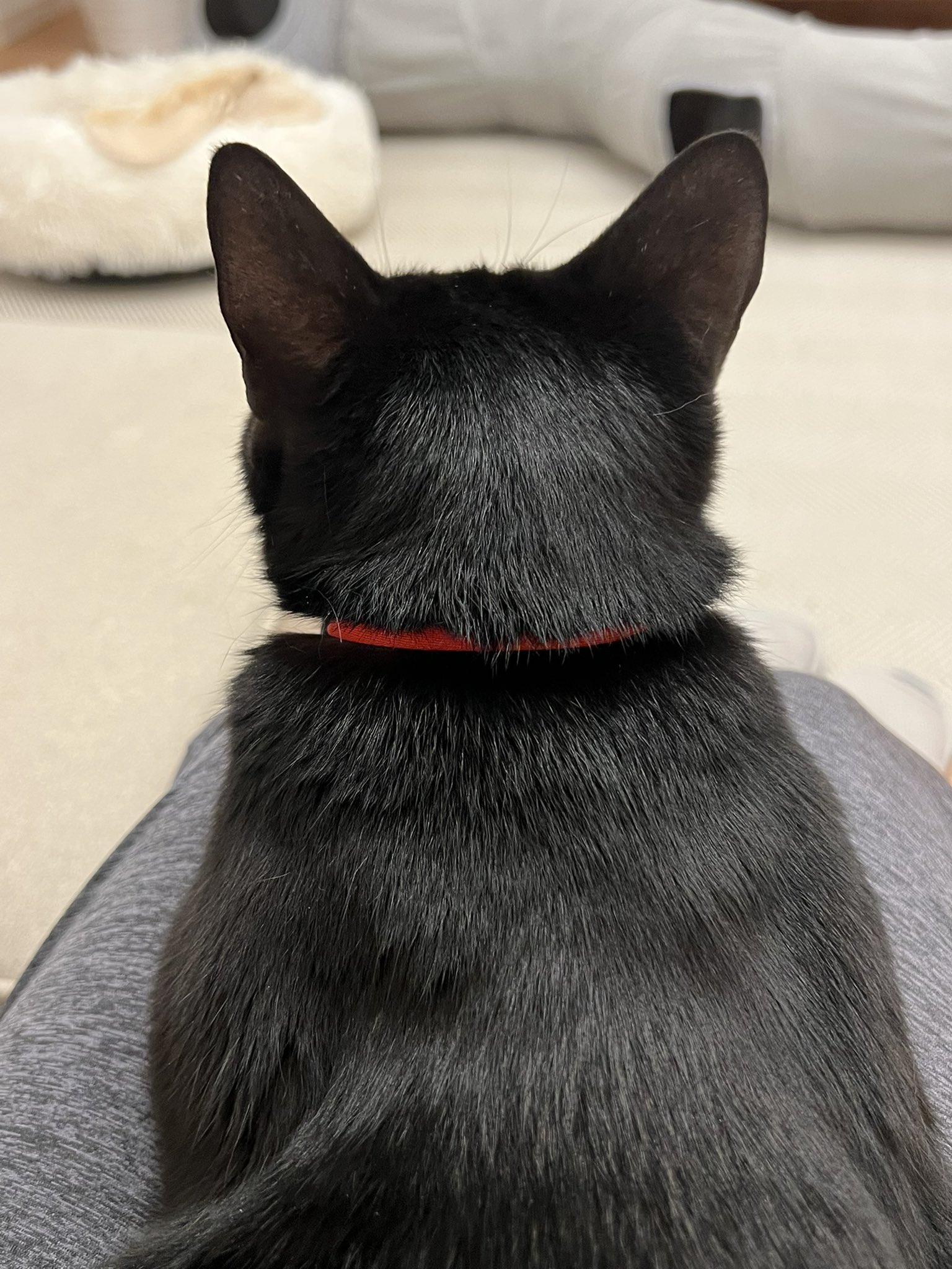 黒猫ページ 警戒している黒猫 写真素材 [ 6330214 ] - フォトライブラリー