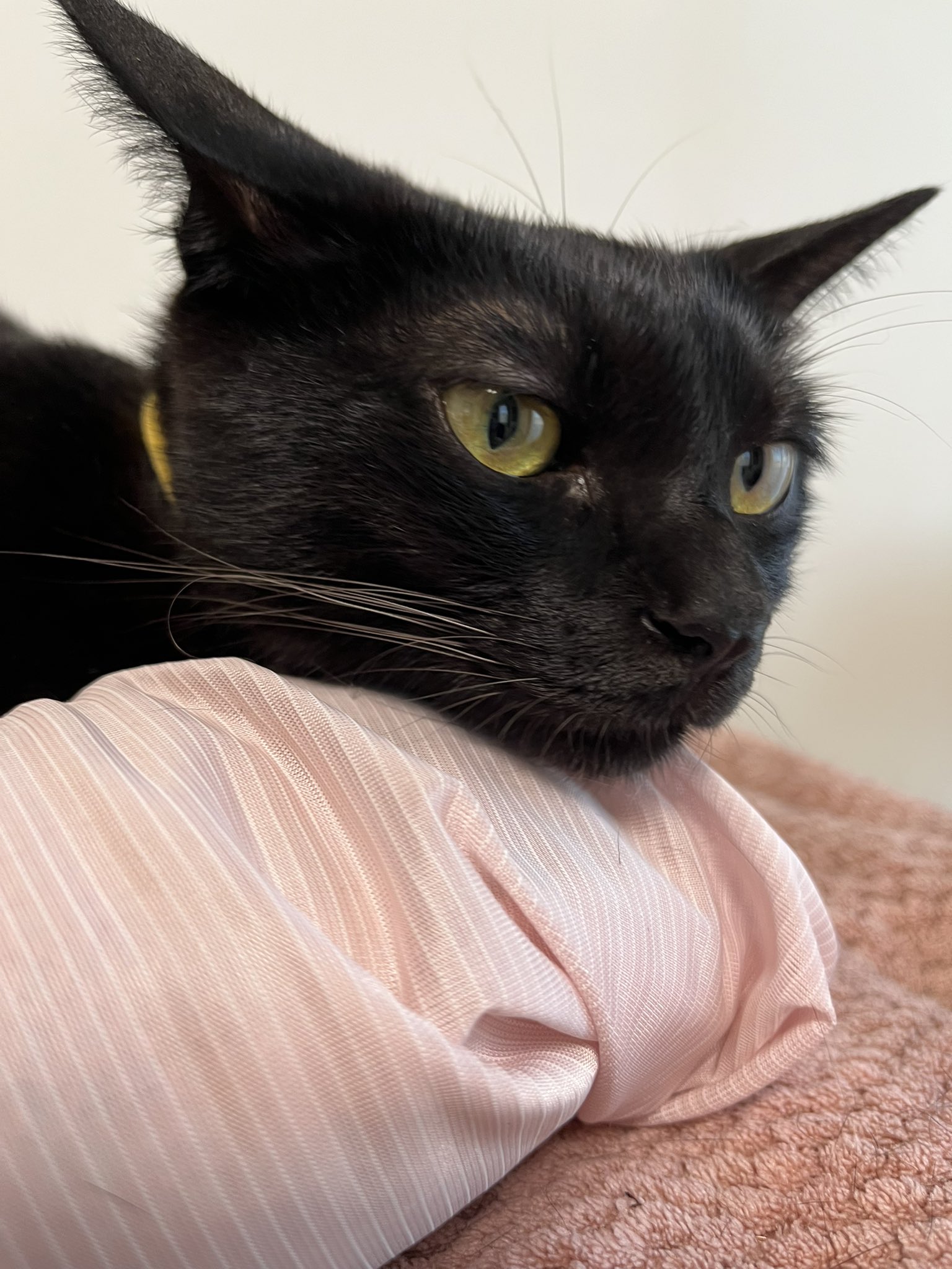 黒猫 保護猫】ちっち推定5ヶ月♂黒猫 - ぽちとたま