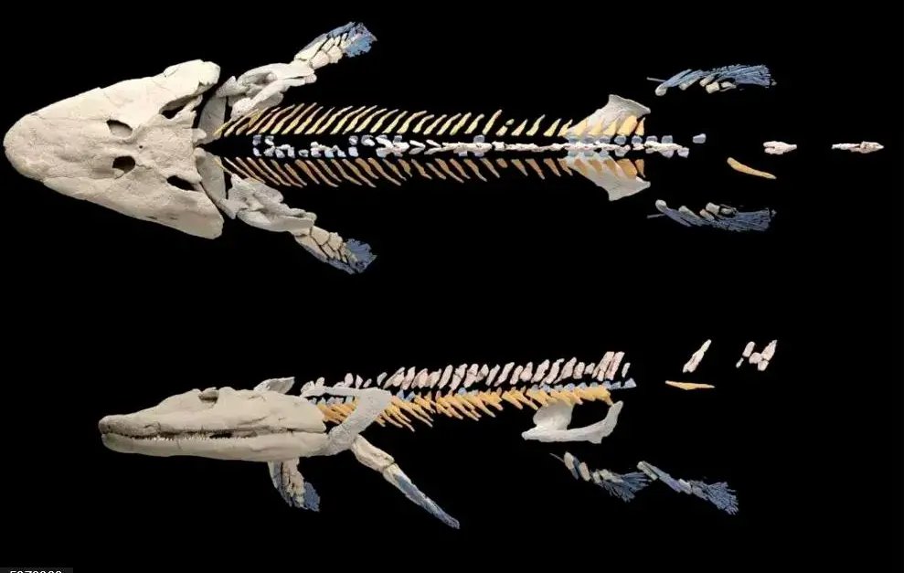 BVisigodo's tweet photo. Hey i was just looking at early Stegocephalians late at night (as a normal person does), when i notice that Elpistostege has an anal fin, now i im wondering a) when did this feature disapear ?and b) should we reconstrud animals like Tiktaalik and Panderichthys with  it? https://t.co/xlPyf2rHEa