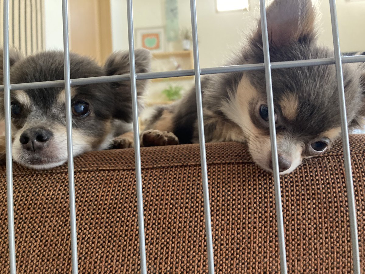 今日からコロナ明け出勤です

ワイ「行ってくるよ、わんこ」

ミッキー「えー」

きなこ「つまらないね」

#チワワ
#犬のいる生活
#コロナ
#１０日後は雲ノ平予定
