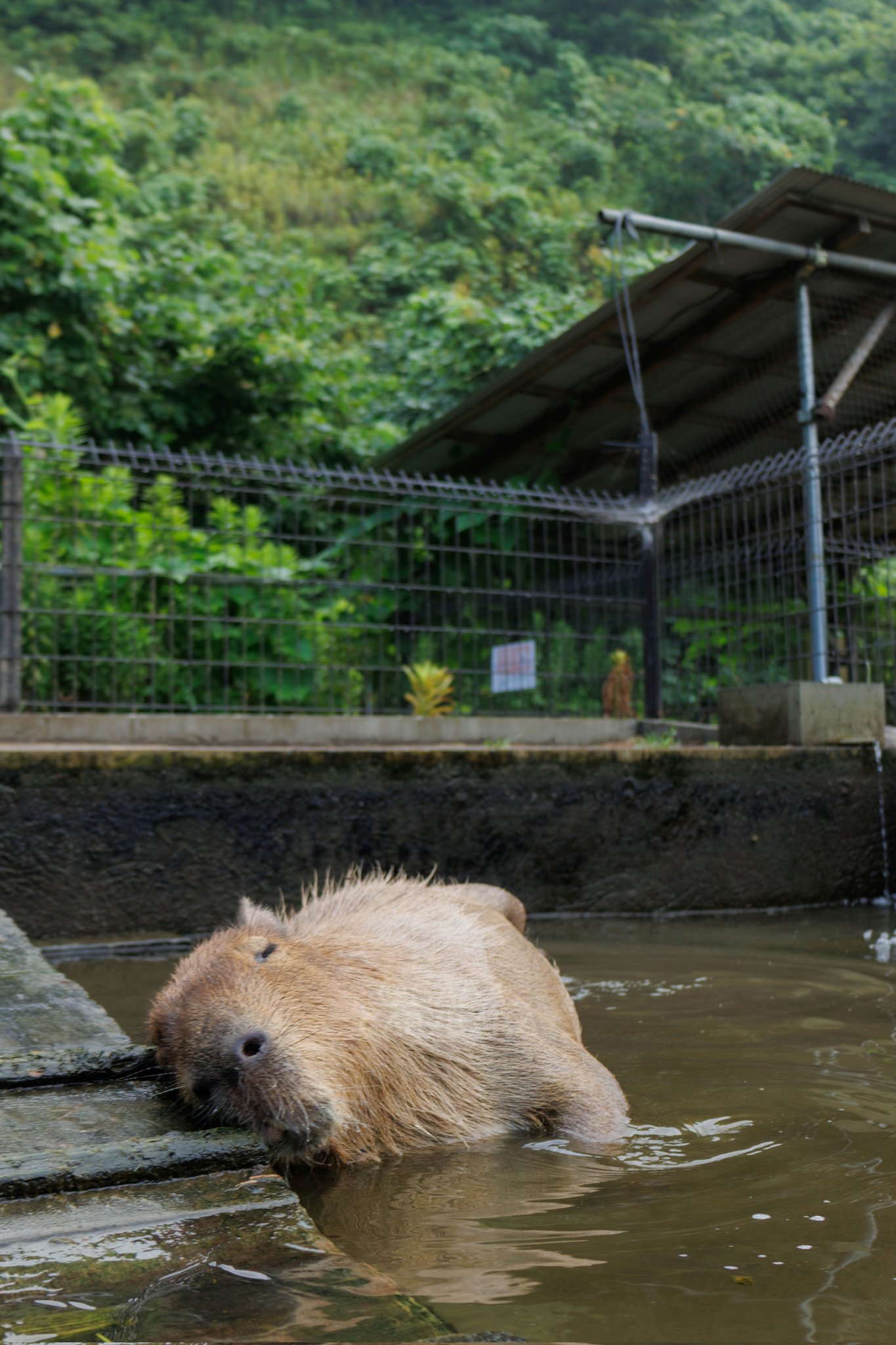 ささ @sasa.capybara on X: 