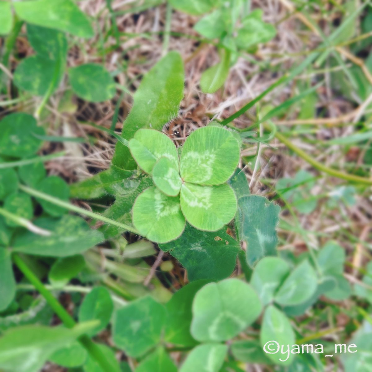yama_me_do_ob's tweet photo. おはようございます。
良い一日になりますように⭐️
#五つ葉のクローバー
#Fiveleafclover
#キリトリセカイ https://t.co/u3c149ygIs