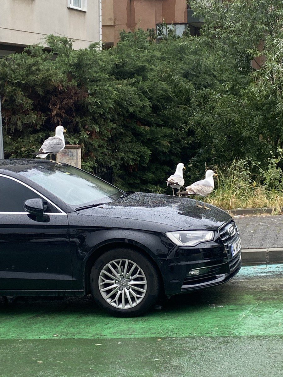 همسایه‌های فضول کوچه ما…