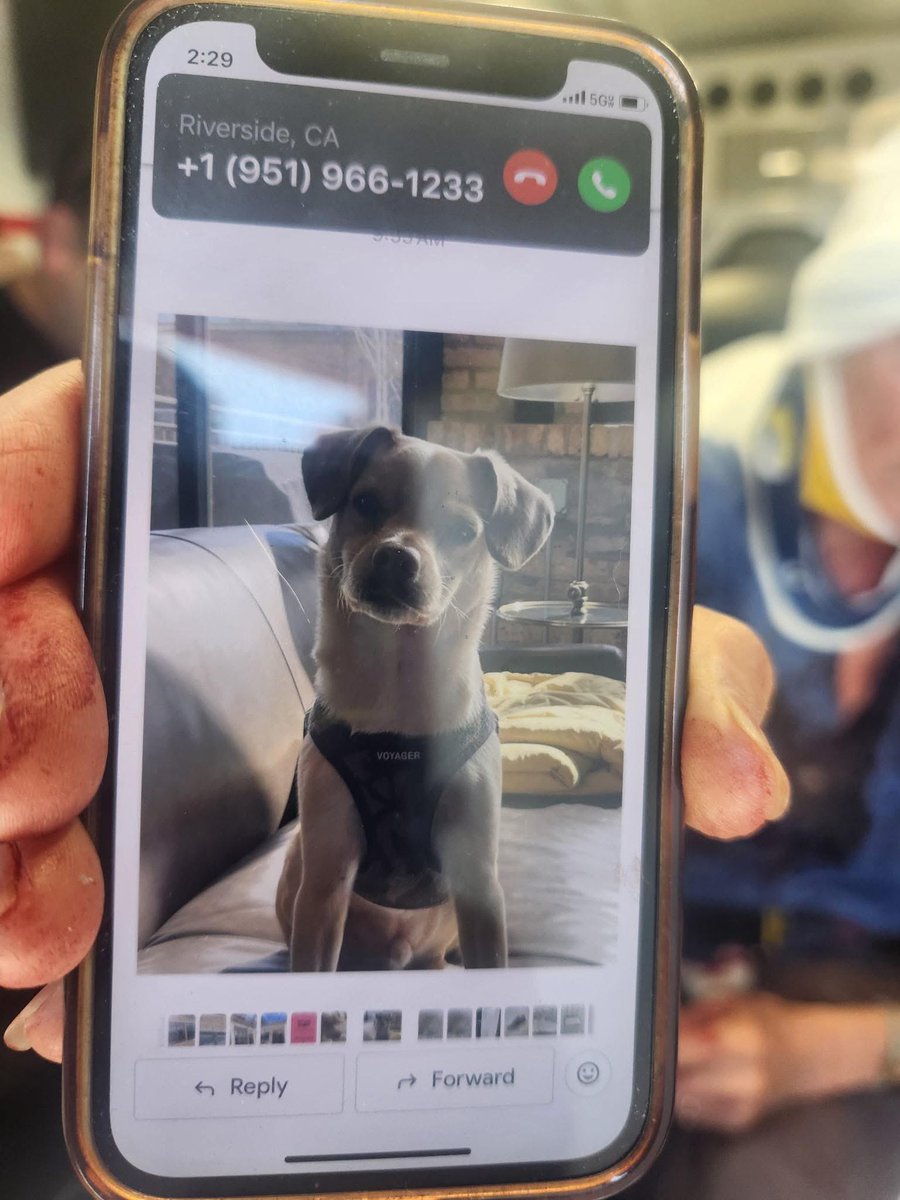 This dog was lost along I80 near MM426 during a traffic accident around 2pm today. 

If you see the dog, contact Ashland Police so we can get it reconnected with its owner.

#AshlandNebraska