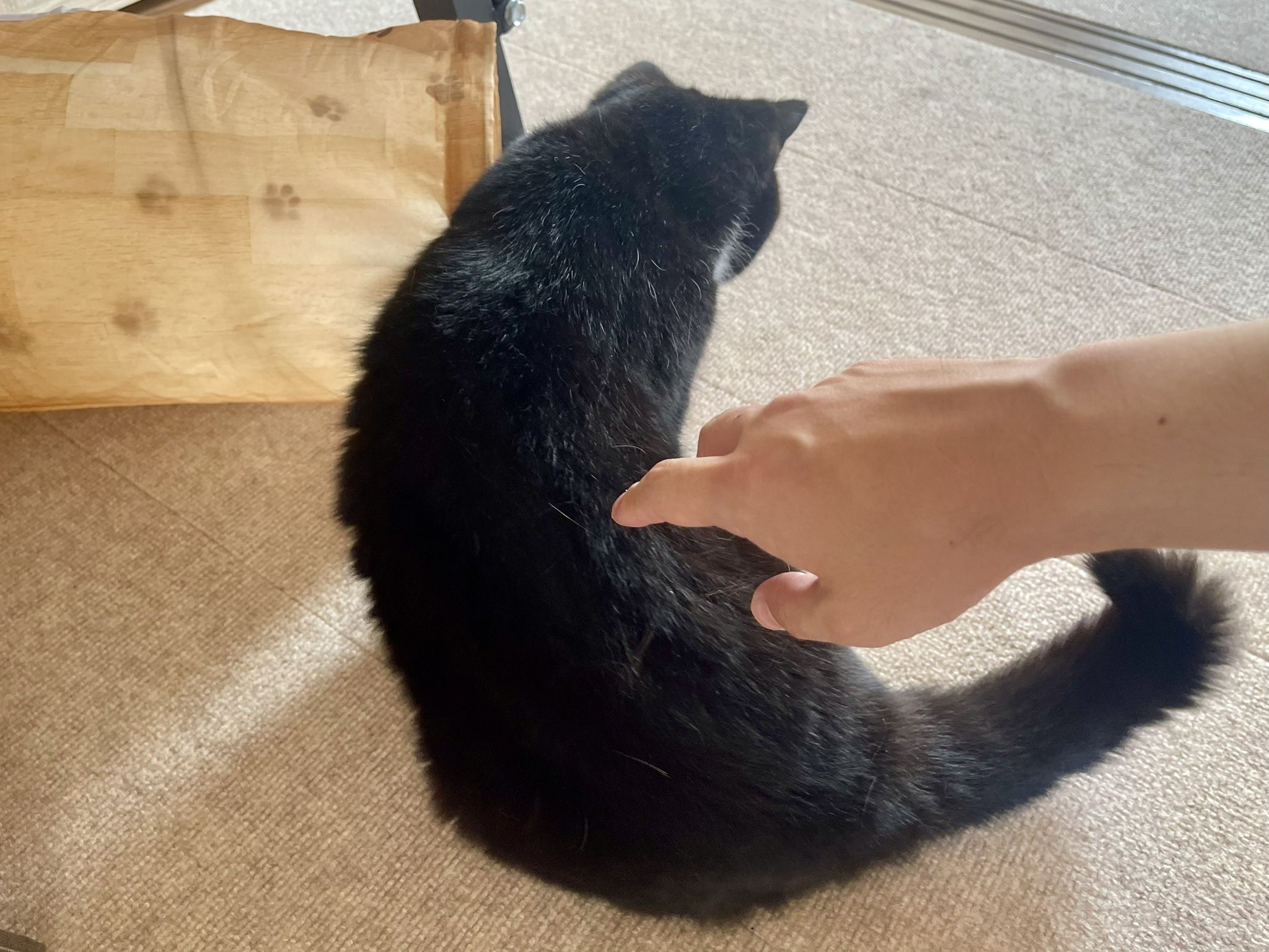 ◯●猫太郎ページ●◯ たろう (@taro20216) / X