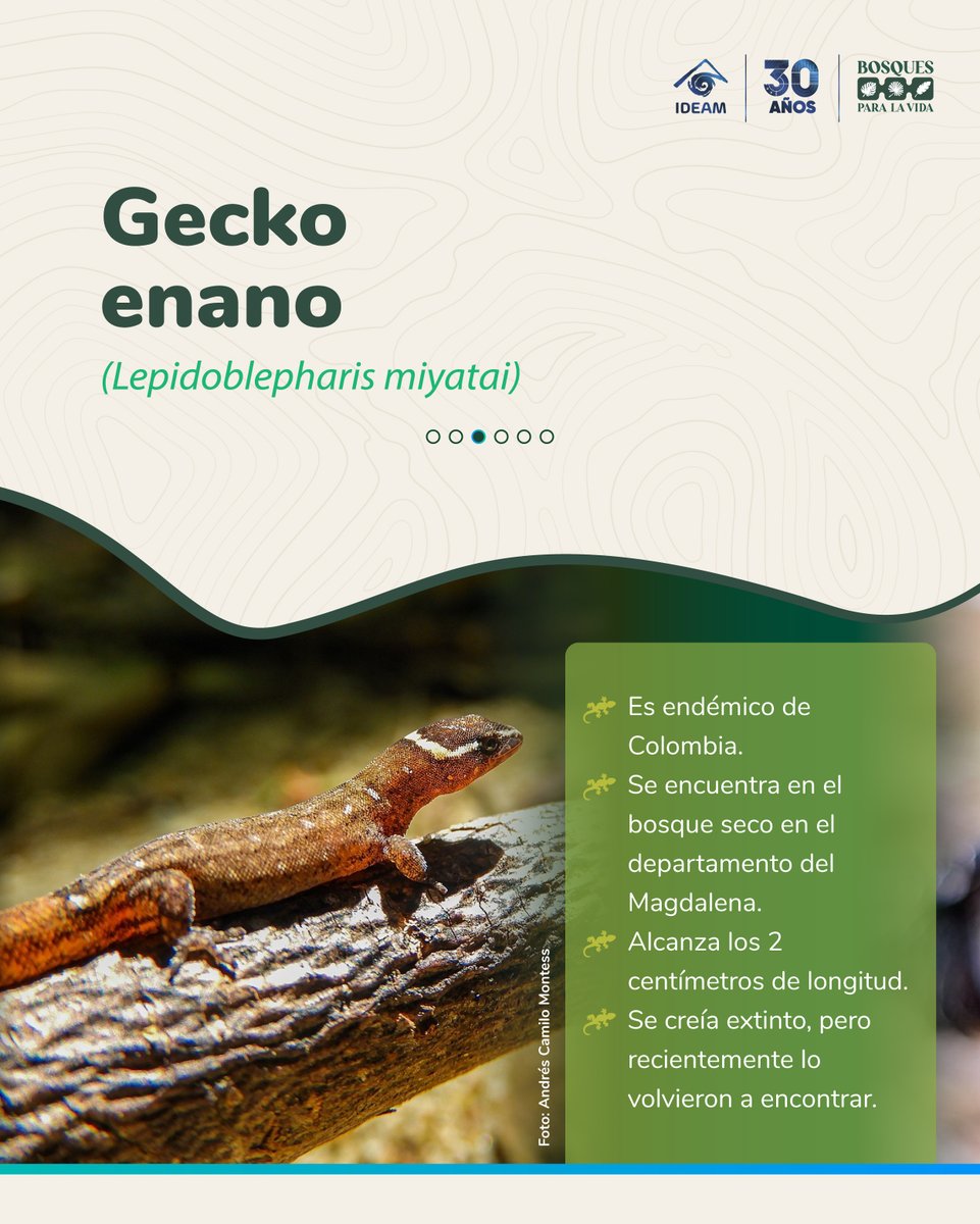 🌿 Hoy celebramos el #DíaNacionalDeLaVidaSilvestre 🐆🦜
Explora datos curiosos sobre las especies que habitan en nuestros bosques y descubre la riqueza de la #VidaSilvestre que protegen nuestros #BosquesParaLaVida.