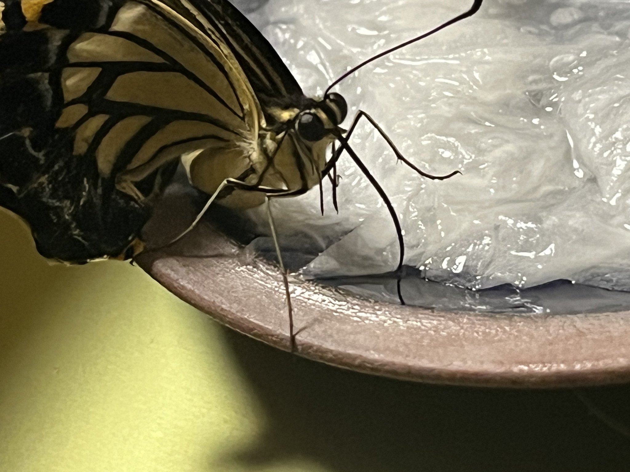 白鷗【小鳥＝羽虫無心】肉質画 羽衣セキセイインコ白 お」東京都 - 鳥の里親募集(505432) 3