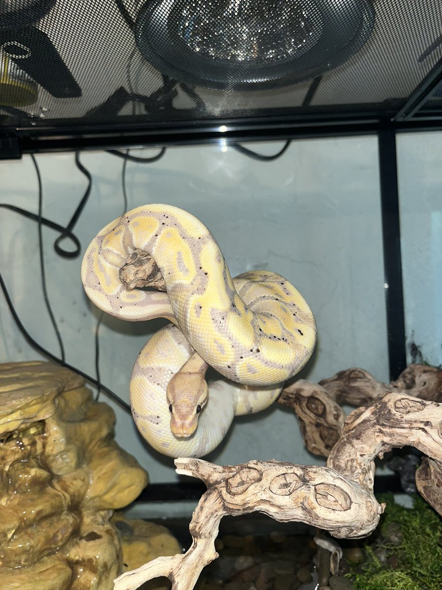CHOOPY721's tweet image. Reptile hobby! #bananaBallPython#SuperFireLeopardBallPython