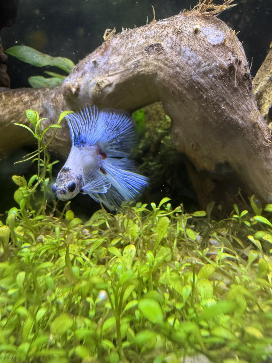 AlkeshOne tweet media