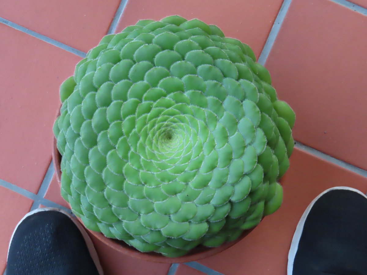 massive Aeonium tabuliforme  #aeonium #succulents