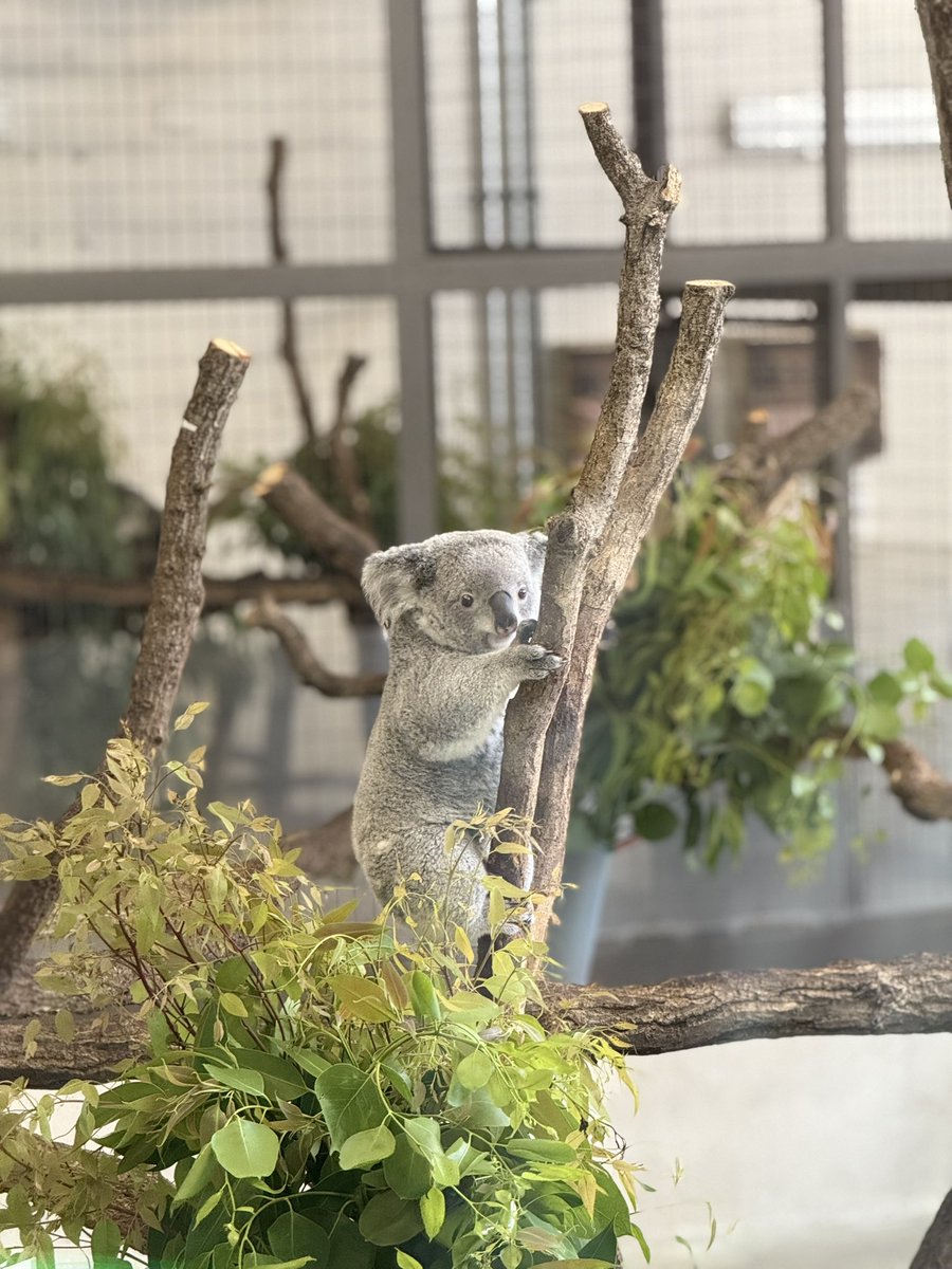 動物 GEX】 四角ラビレットXL なんと広々＆深い… おしっこも飛び散ら